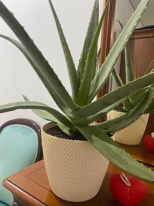 Aloé Vera(xarope do cato)