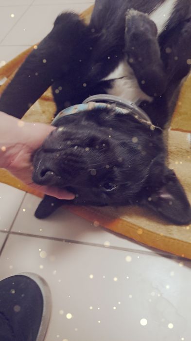 Fajna suczka o imieniu Sławka czeka