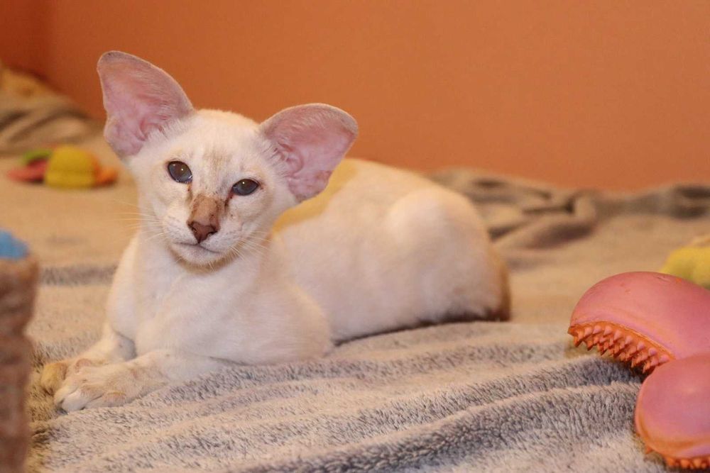 Орієнтали хлопчик Яромір та дівчинка Ясмін