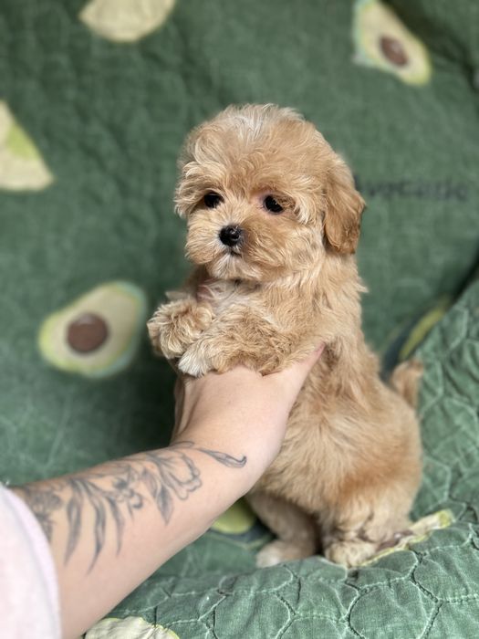 Мікро мальтіпушка мальтіпу розміром з долоню