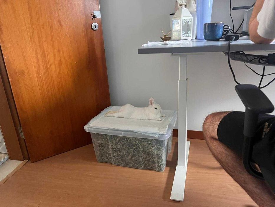 Coelho Miniatura para Adoção