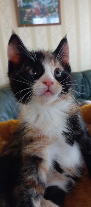 Мейн куни котики