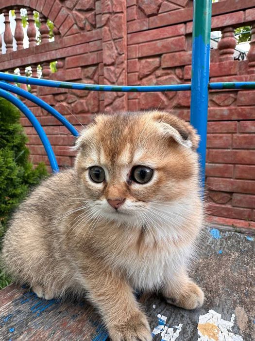 Продаемо чудових котенят !