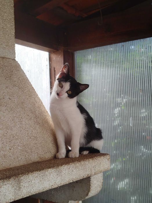 Gatinhos para Adoção