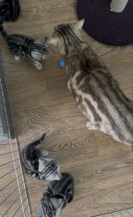 Шотландські прямовухі кошенята у мармуровому забарвленні