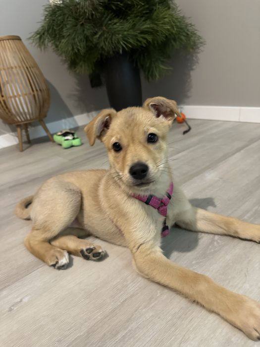 Безкоштовно! Щеня