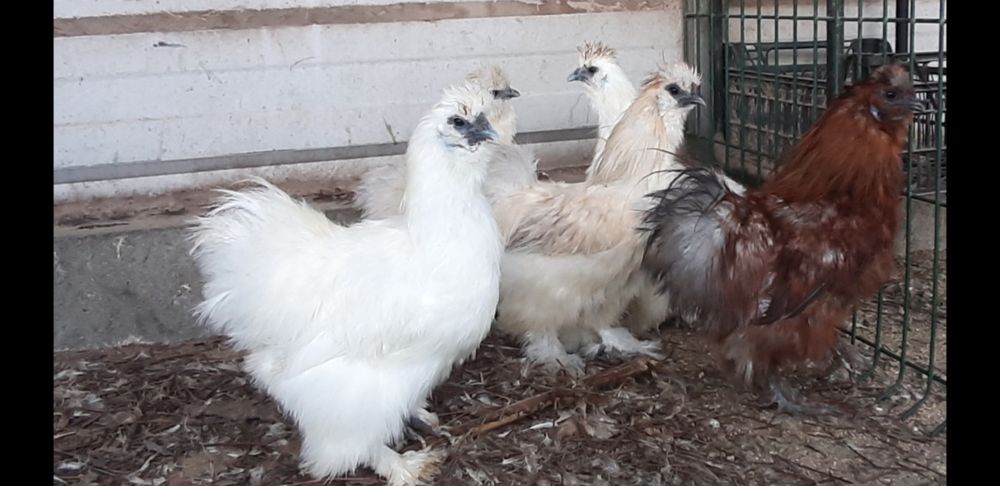 Alguns pintos de raça disponíveis