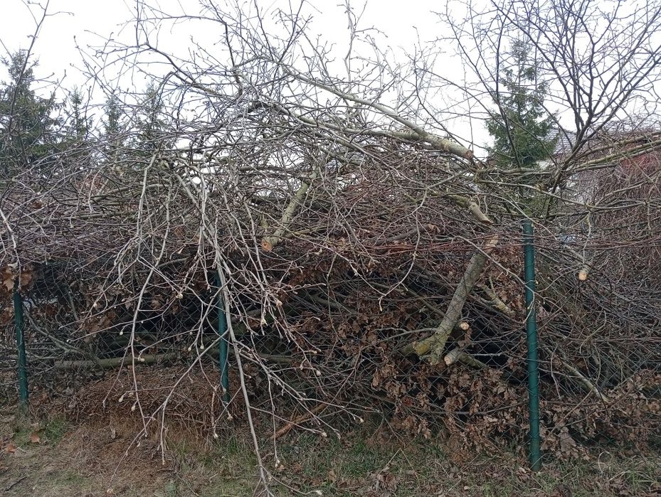 Oddam gałęzie za darmo