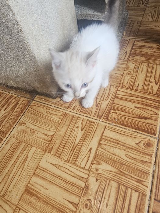 Doa-se gatinha meiga