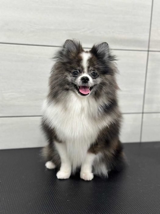 Пропонуємо в’язку з чарівним померанським шпіцем!