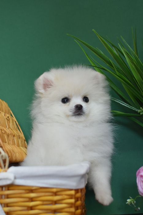 Білосніжний дівчинка шпіца