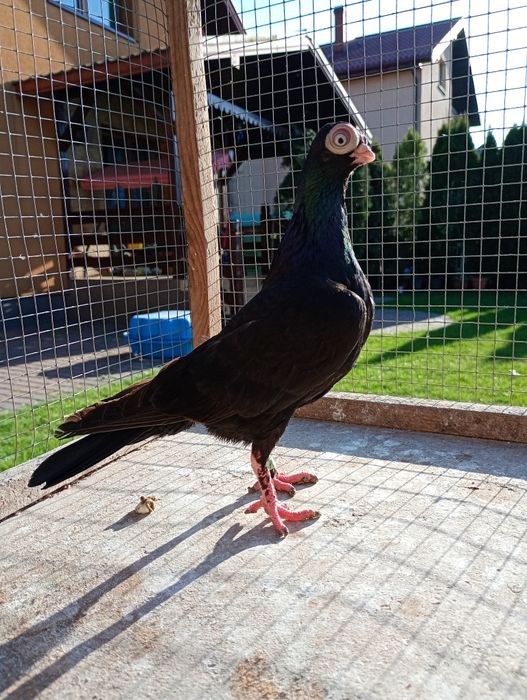 Maściuchy samice żółta i czarna