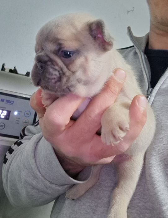 Bulldog Francês Blue Fawn