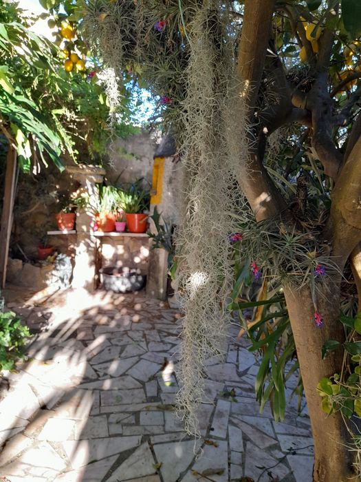 Planta aérea, barbas de velho