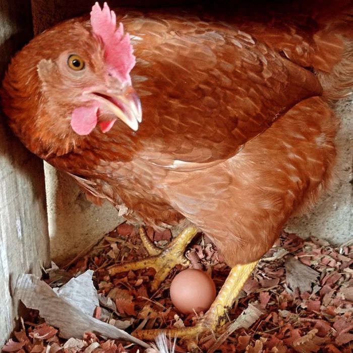 Яйце для інкубатора Ломан Браун