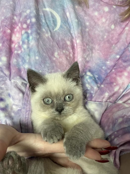 Kocur  szkocki niebieski point  krotkowlosy odbior koniec  luty