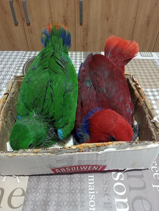 Sprzedam Lory Wielkie