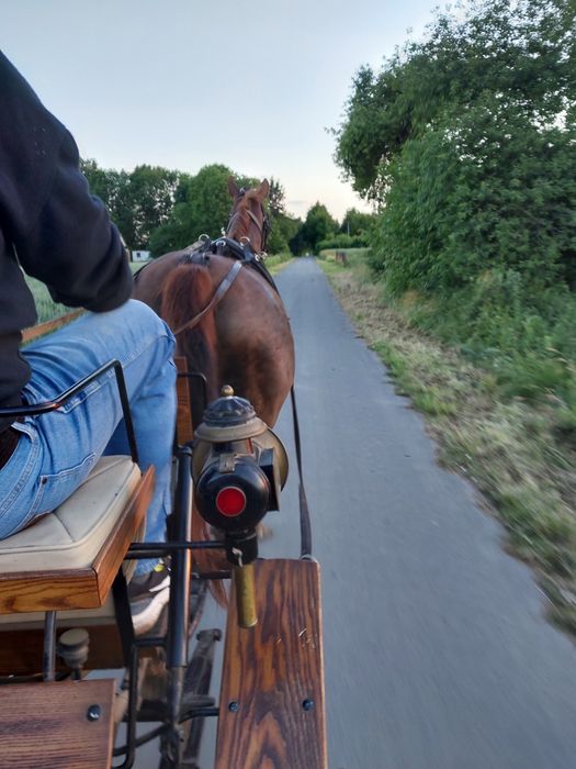 Klacz małopolska dotacyjna licencja