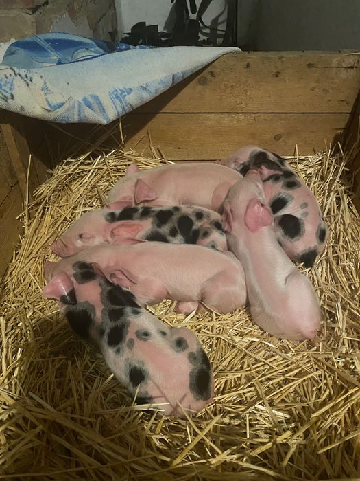 Продаю поросят есть кабанчики и свинки