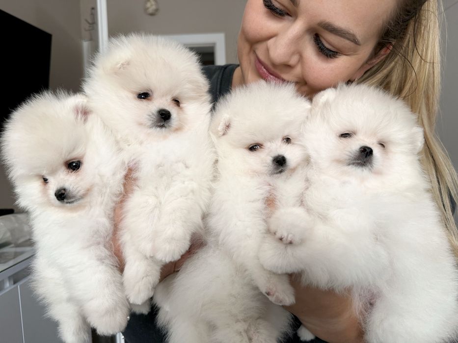 Szpic miniaturowy Pomeranian Zkwp FCI