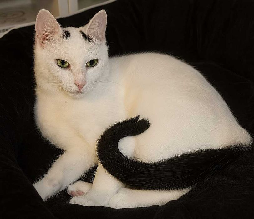 Poznań i okolice - kocurek Przecinek szuka domu