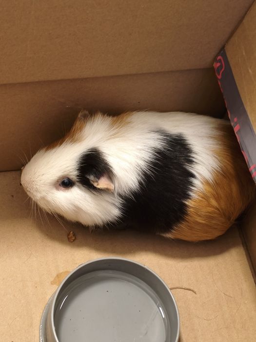 Oddam świnkę morską