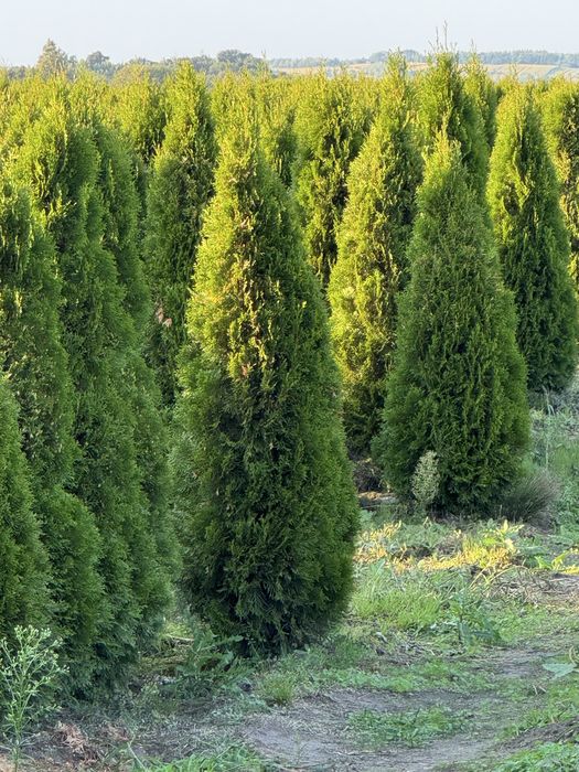 Gęsta Tuja Szmaragd 170-180cm Dostawa Sadzenia Producent
