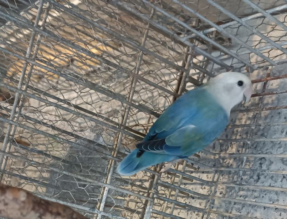 vendo agapórni macho