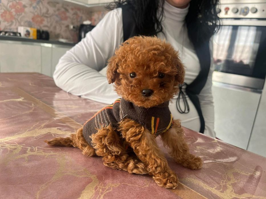 Шикарна очаровашка той пудель!