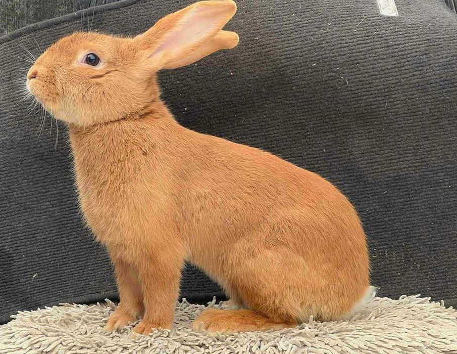 Продам кролі Бургунці