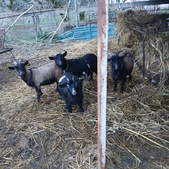 Vendo cabras anãs