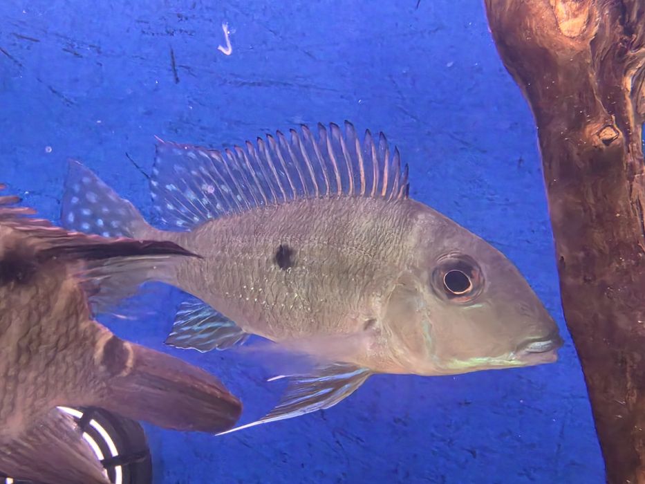 Geophagus Altifrons Selvagem