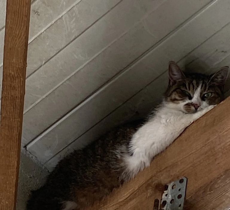 Kotka Belka do adopcji!