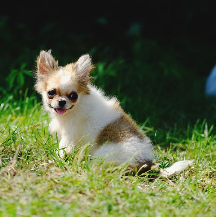 Chihuahua piesek maleńki.