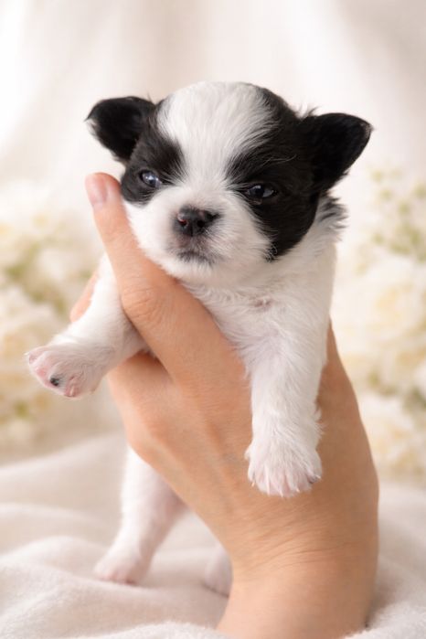 Dziewczynka Chihuahua po Championach