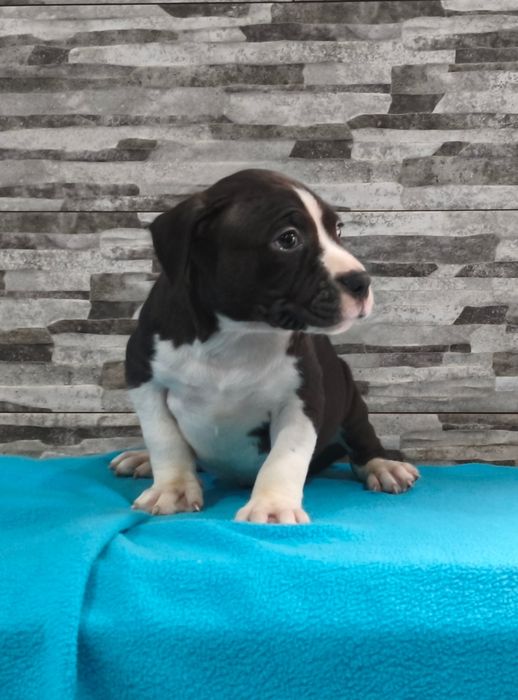 American Staffordshire Terrier Macho