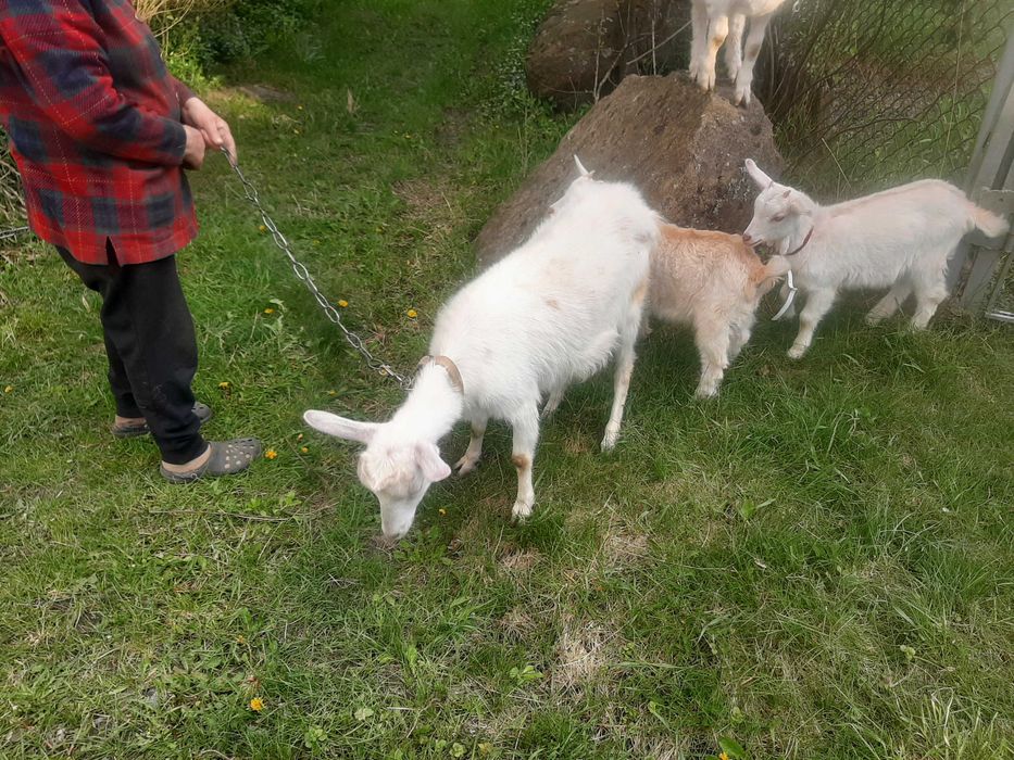 Продам п'ятимісячну козочку заанської породи