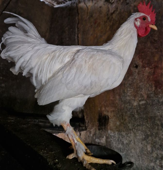 Frangos troco por frangas ou pintos fêmea  ou por saca comida  Arredores E Faro ligue pra mim sffs