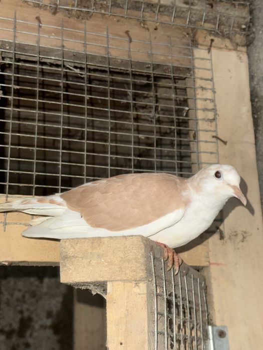 Rolas mansas de várias cores