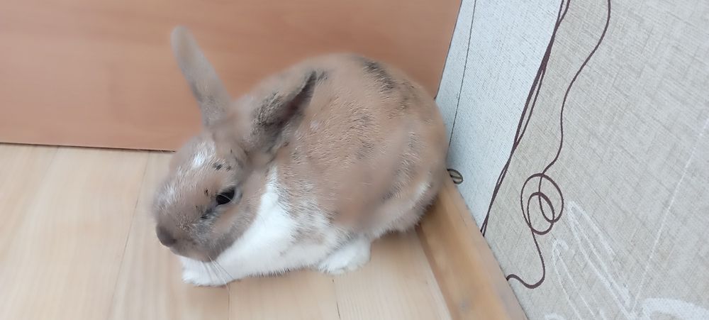 Декоративна карликова кролиця