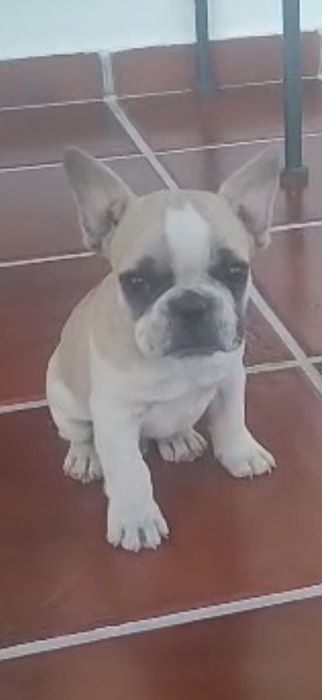 Buldogue frances