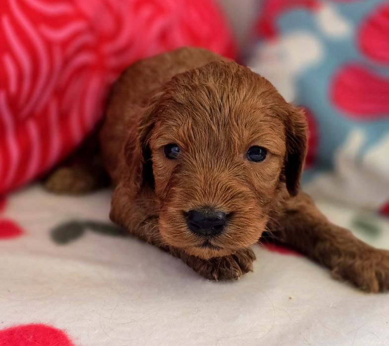 Piesek cockapoo!