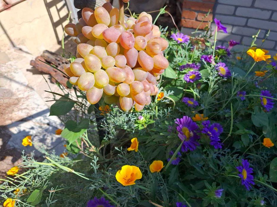 Черенки и саженцы винограда