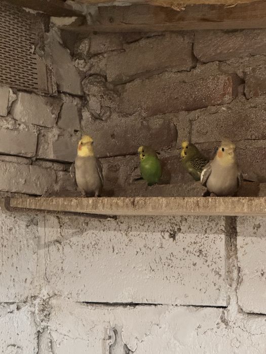 Nimfa para 2025 papugi