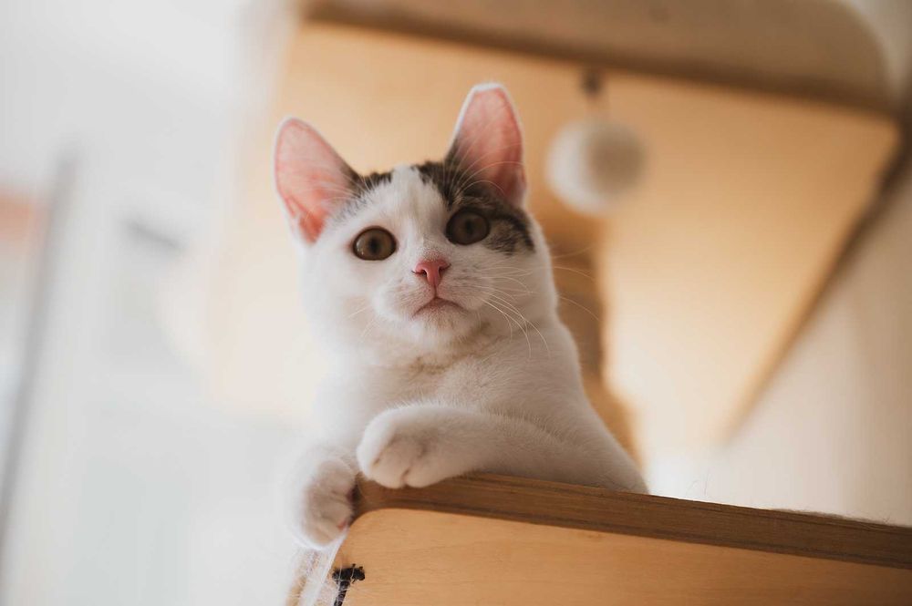 Kot do adopcji - CYKOR, 5-6 miesięcy