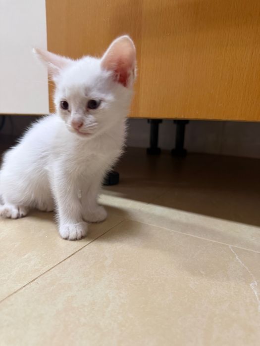 Dois gatos brancos para dar