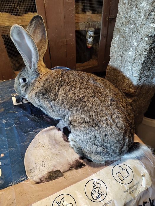 Olbrzym belgijski szary