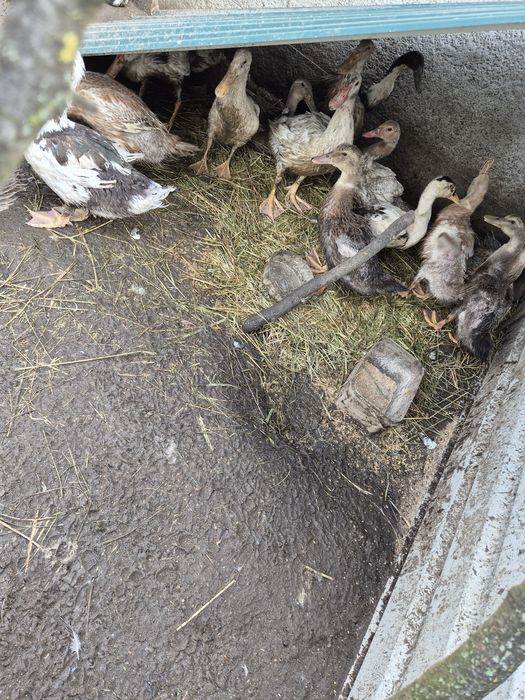 Kaczki bieguski indyjskie