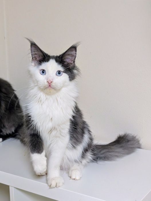 Ciri kotka Maine Coon. Opcja hodowlana. Zapraszamy