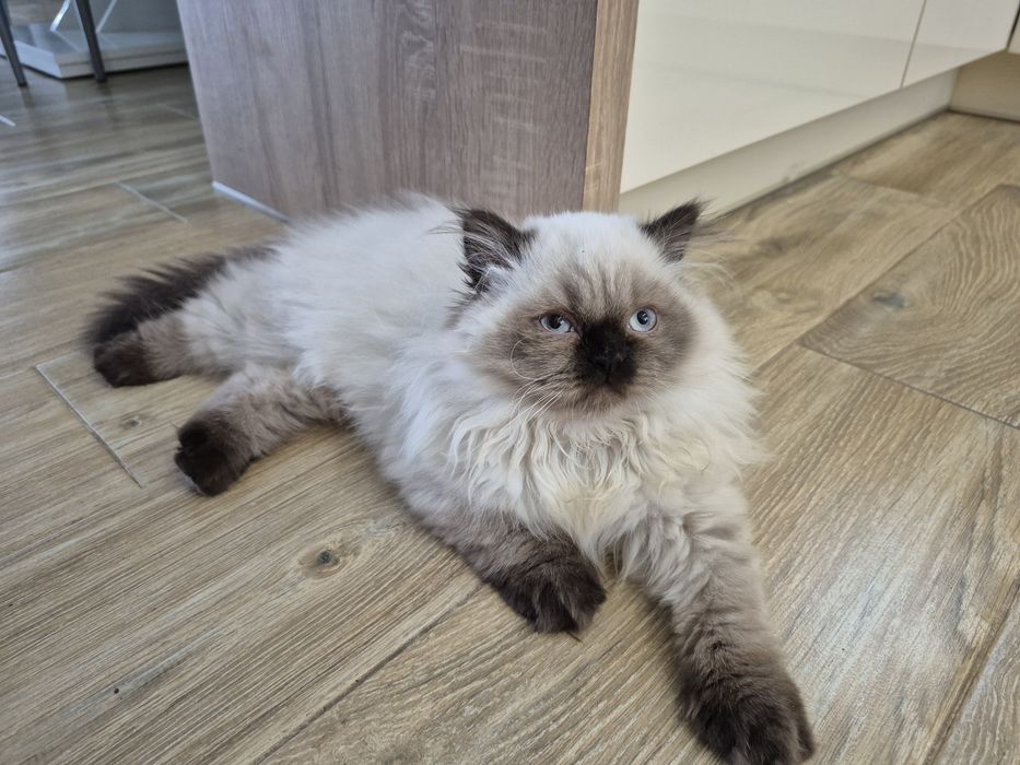 Ostatni Kot brytyjski kotka  point czekoladowy długowłosy